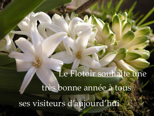 Voeux_flotoir_copie