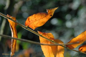 011005_ancet