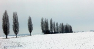 040205negie_copie_1 040205negie_copie_1