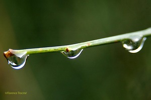 070305gouttes_copie