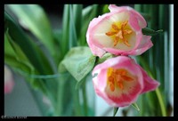 15_anne_perrier 15_anne_perrier