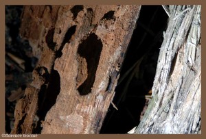 15_michaux
