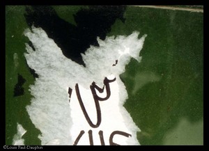 17_oiseau_vert_chavanne 17_oiseau_vert_chavanne