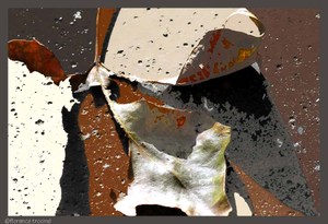 22_feuille_morte_retravaille_rduite 22_feuille_morte_retravaille_rduite