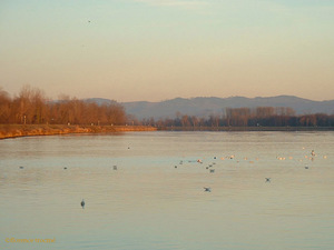 281105_margantin_rhin_2 281105_margantin_rhin_2
