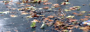 Tempte_paris12_feuilles_mor_copie Tempte_paris12_feuilles_mor_copie